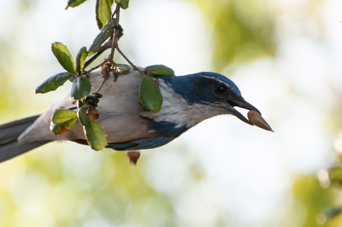 California Scrub-Jay - ML643785590