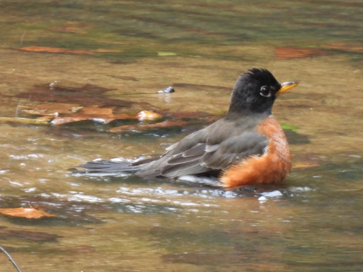 American Robin - ML643785597