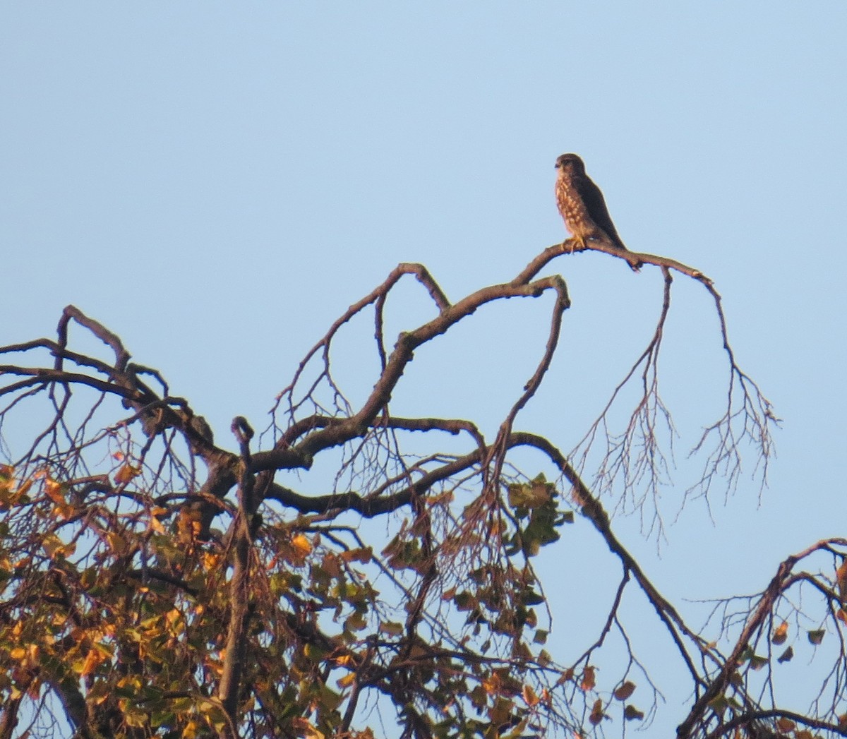 Merlin - ML643785604