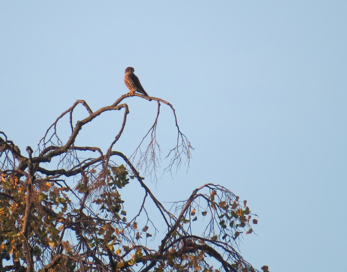 Merlin - ML643785605