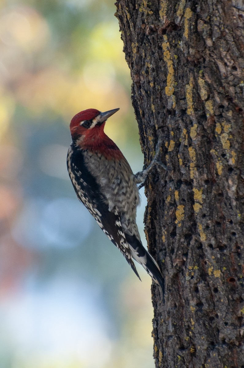 Red-breasted Sapsucker - ML643785609