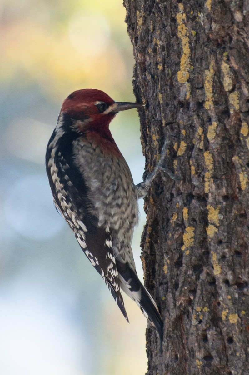 Red-breasted Sapsucker - ML643785616
