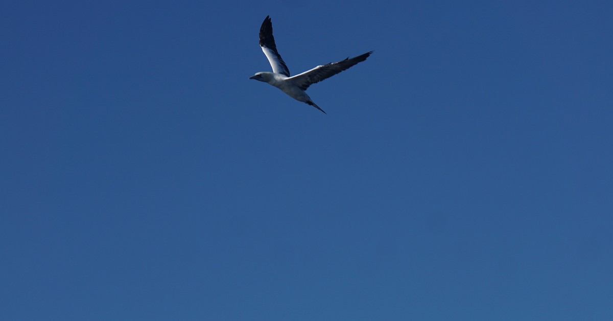 Northern Gannet - ML643785639