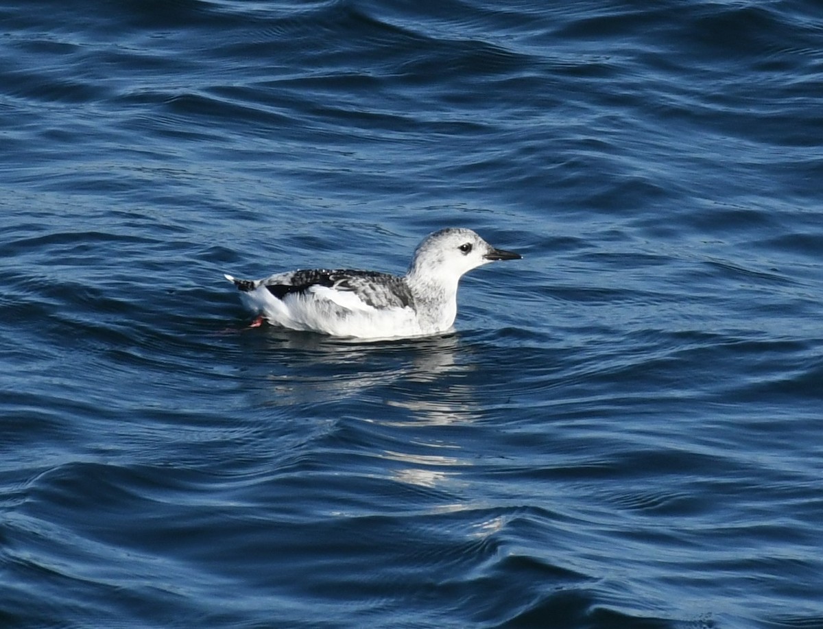 Black Guillemot - ML643785641