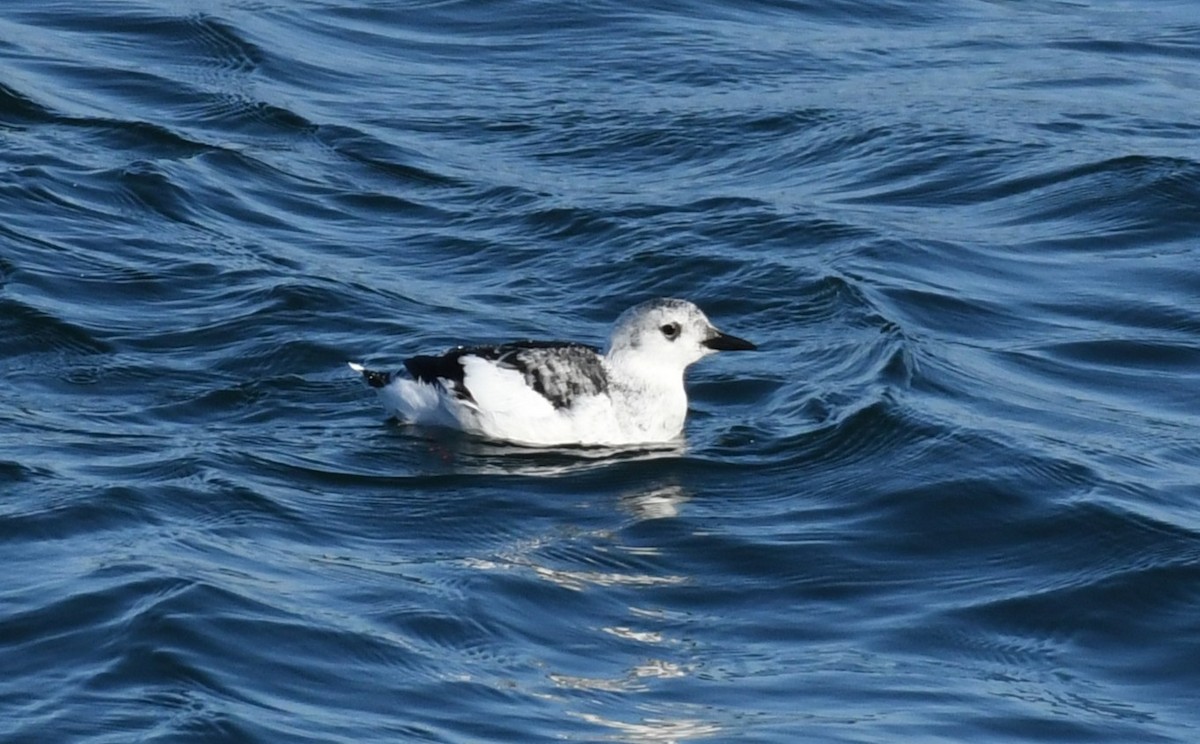 Black Guillemot - ML643785645