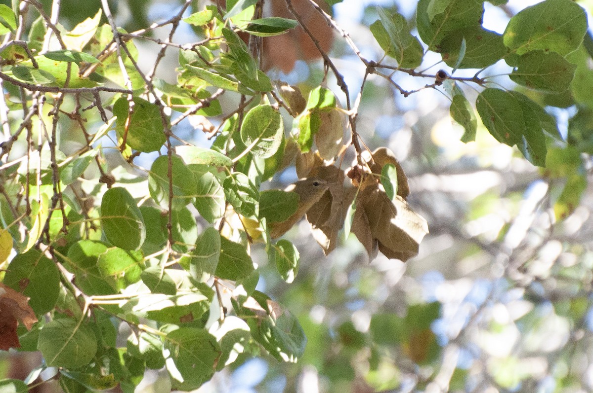Orange-crowned Warbler - ML643785647