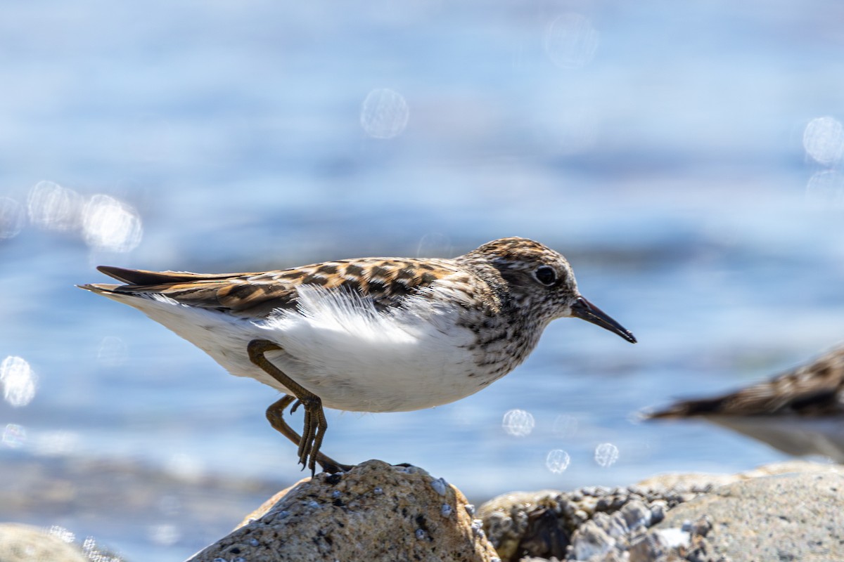 Least Sandpiper - ML643785681
