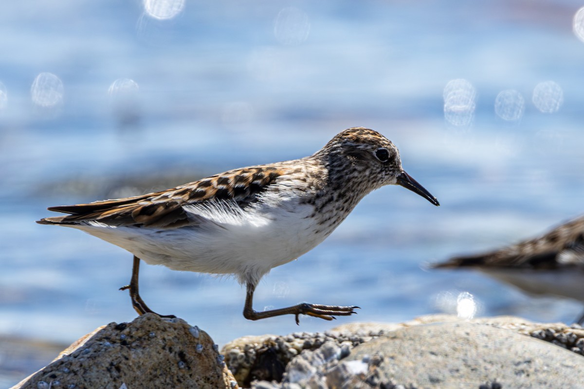 Least Sandpiper - ML643785683