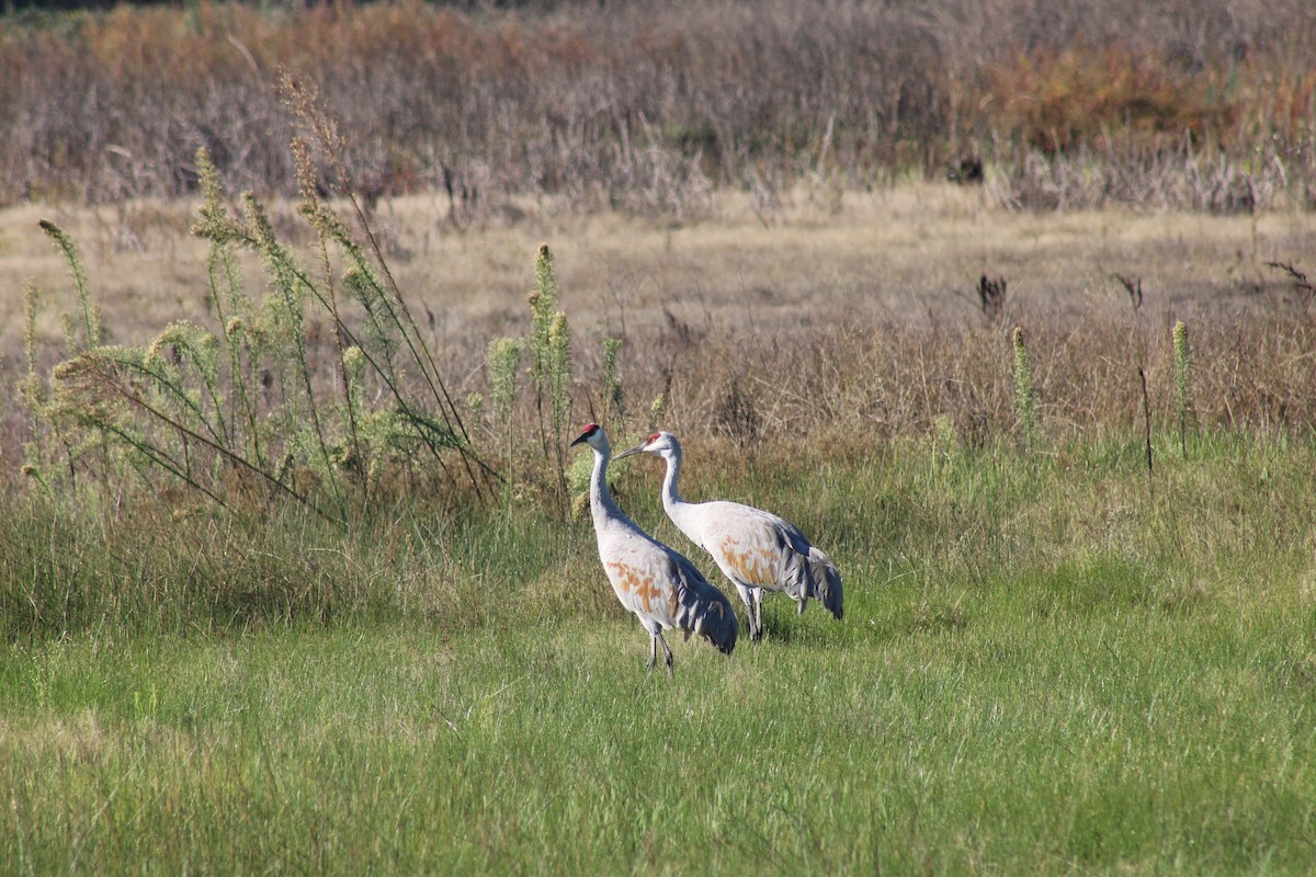 Sandhill Crane - ML643785685