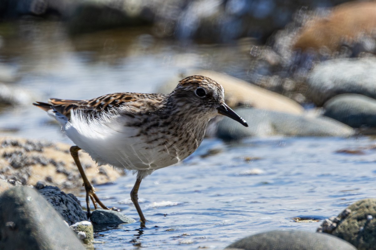 Least Sandpiper - ML643785689