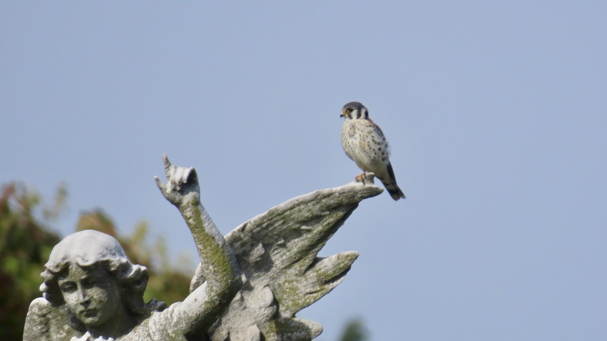 American Kestrel - ML643785694