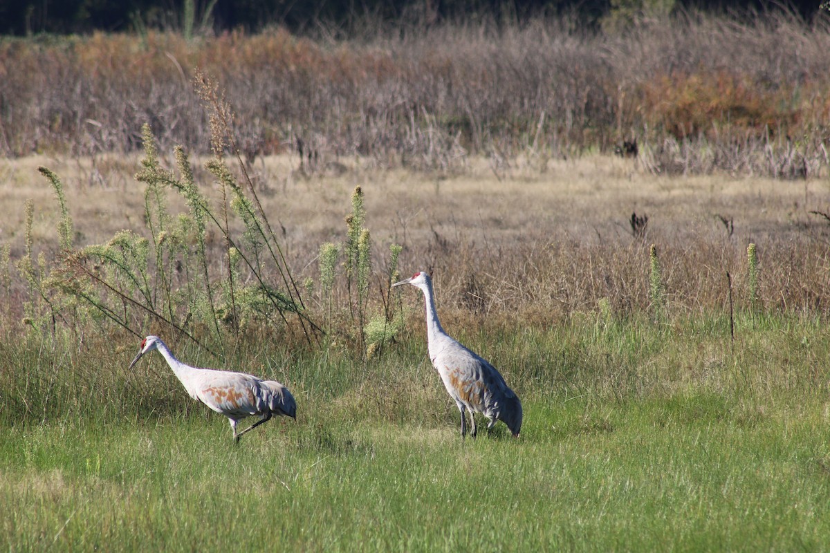 Sandhill Crane - ML643785699