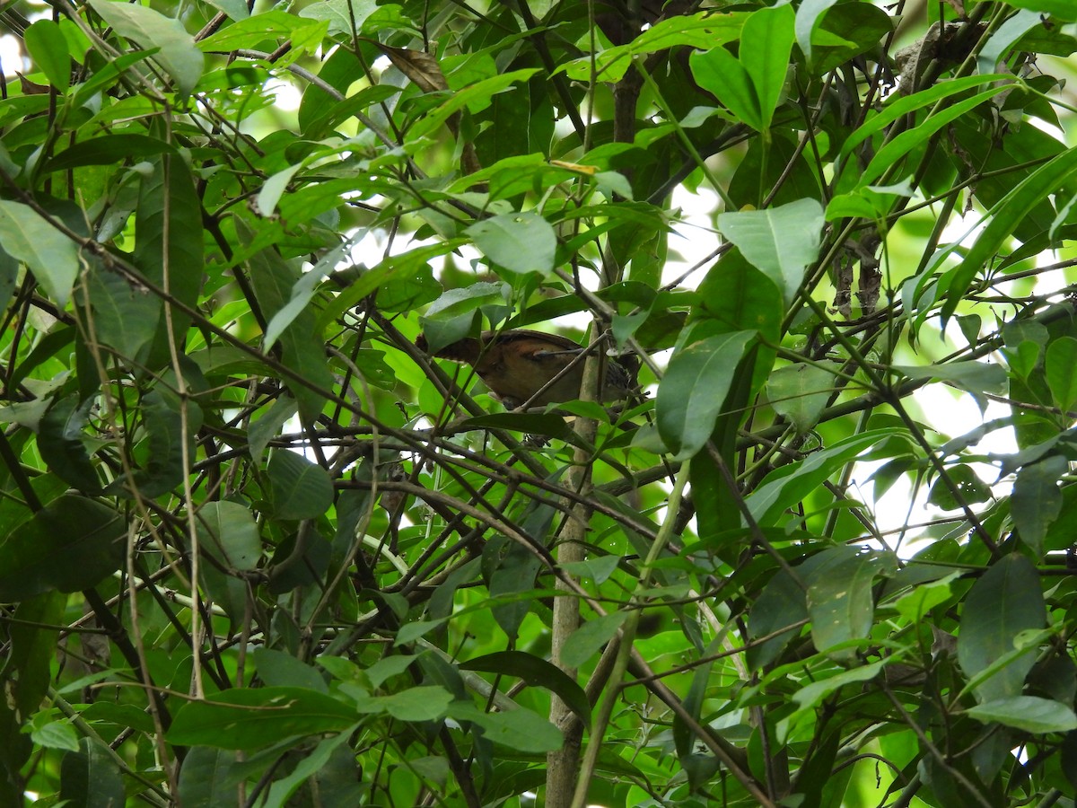 Buff-breasted Wren - ML643785700
