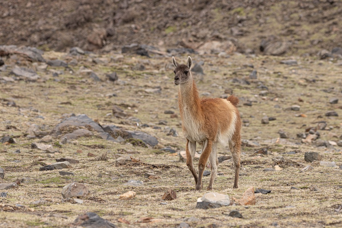 Guanaco - ML643785706