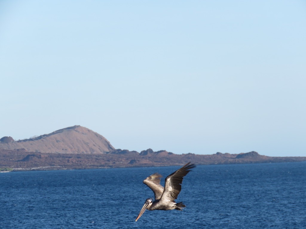 Brown Pelican (Galapagos) - ML643785727