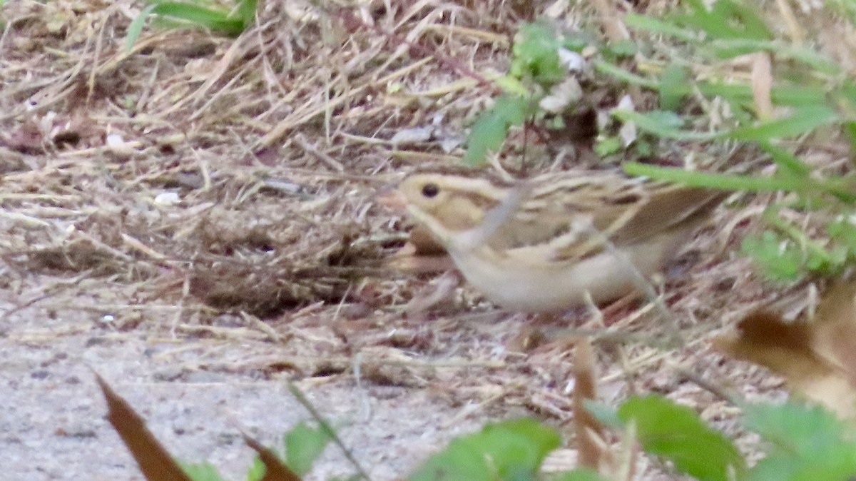 Clay-colored Sparrow - ML643785730