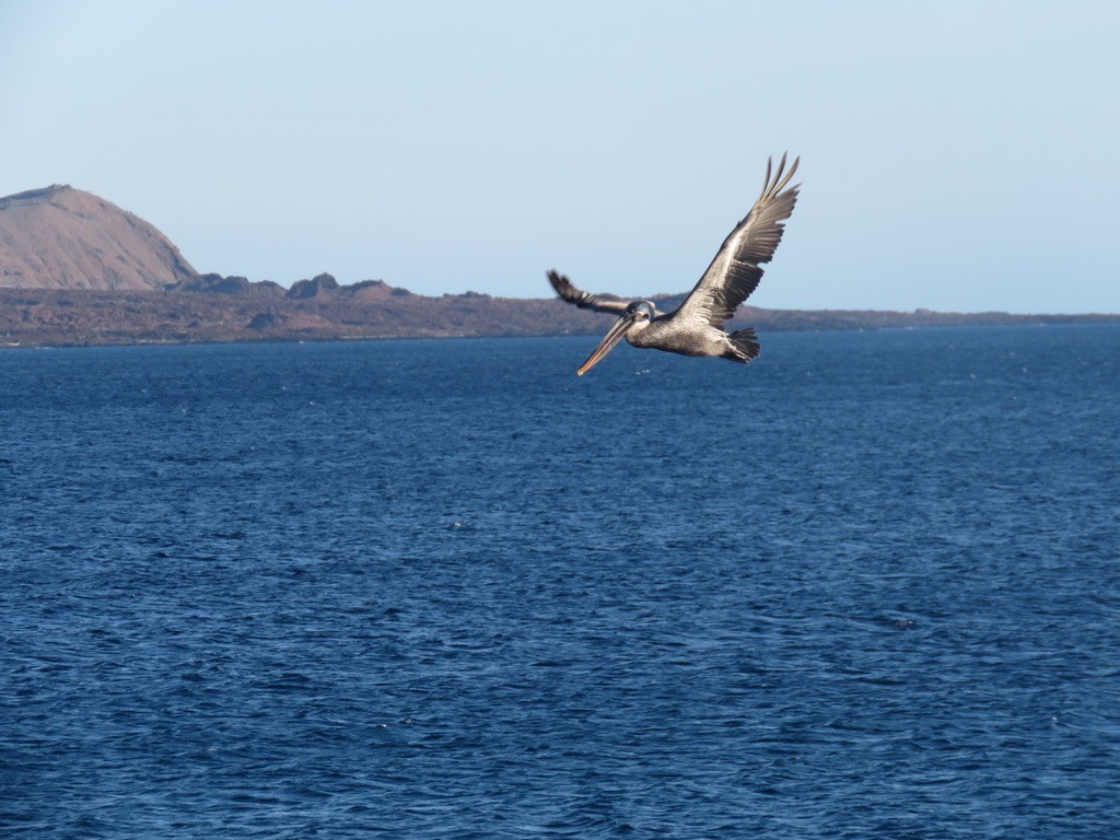 Brown Pelican (Galapagos) - ML643785733