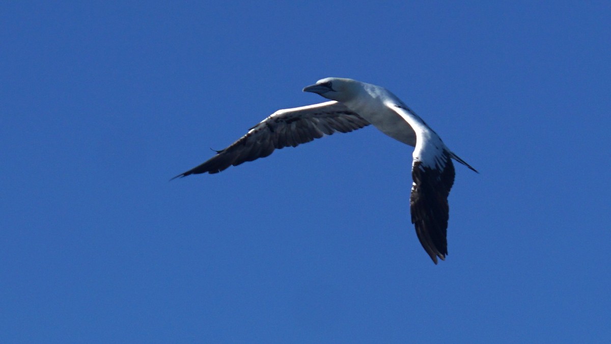 Northern Gannet - ML643785739