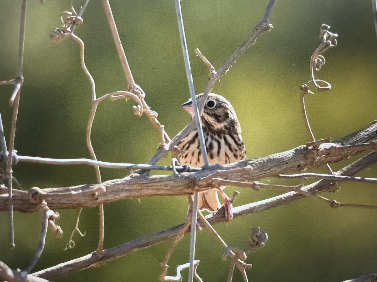 Vesper Sparrow - ML643785740