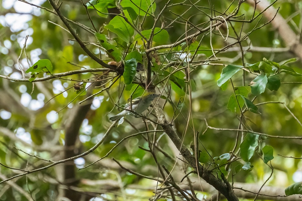 Chestnut-sided Warbler - ML643785744