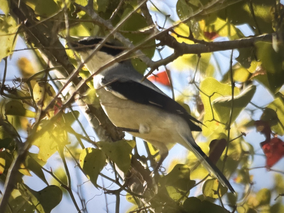 Loggerhead Shrike - ML643785754