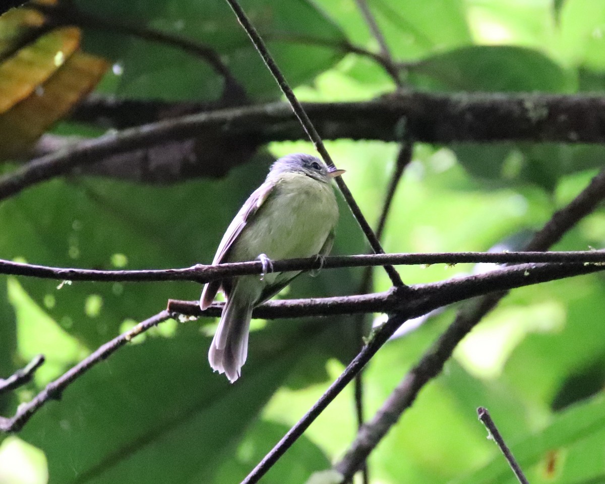 Spectacled Bristle-Tyrant - ML643785757