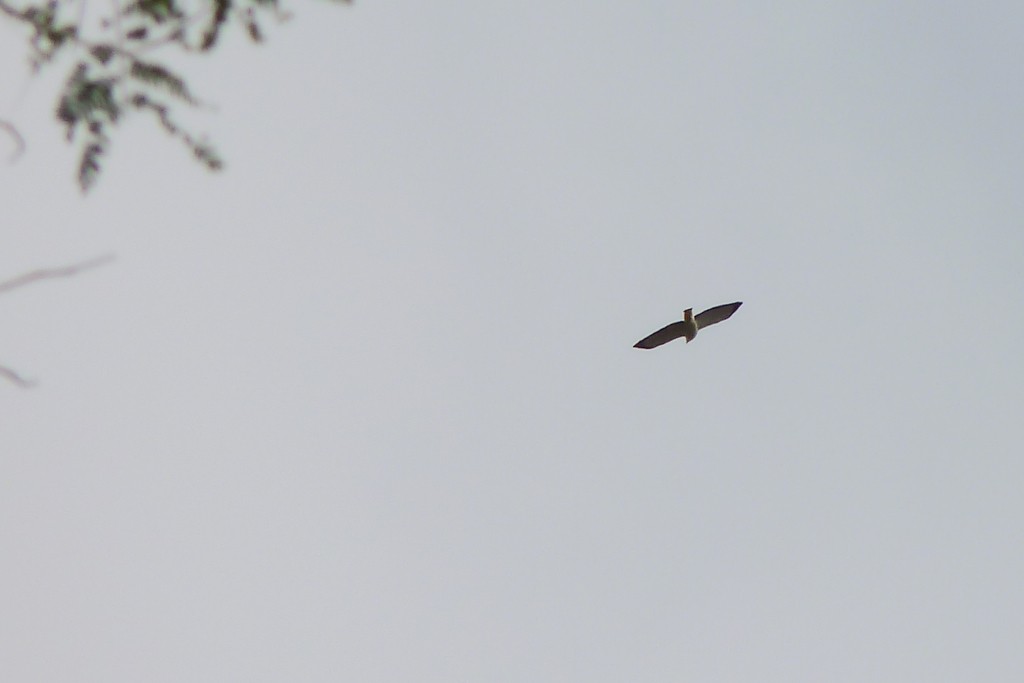 White-necked Hawk - ML643785763