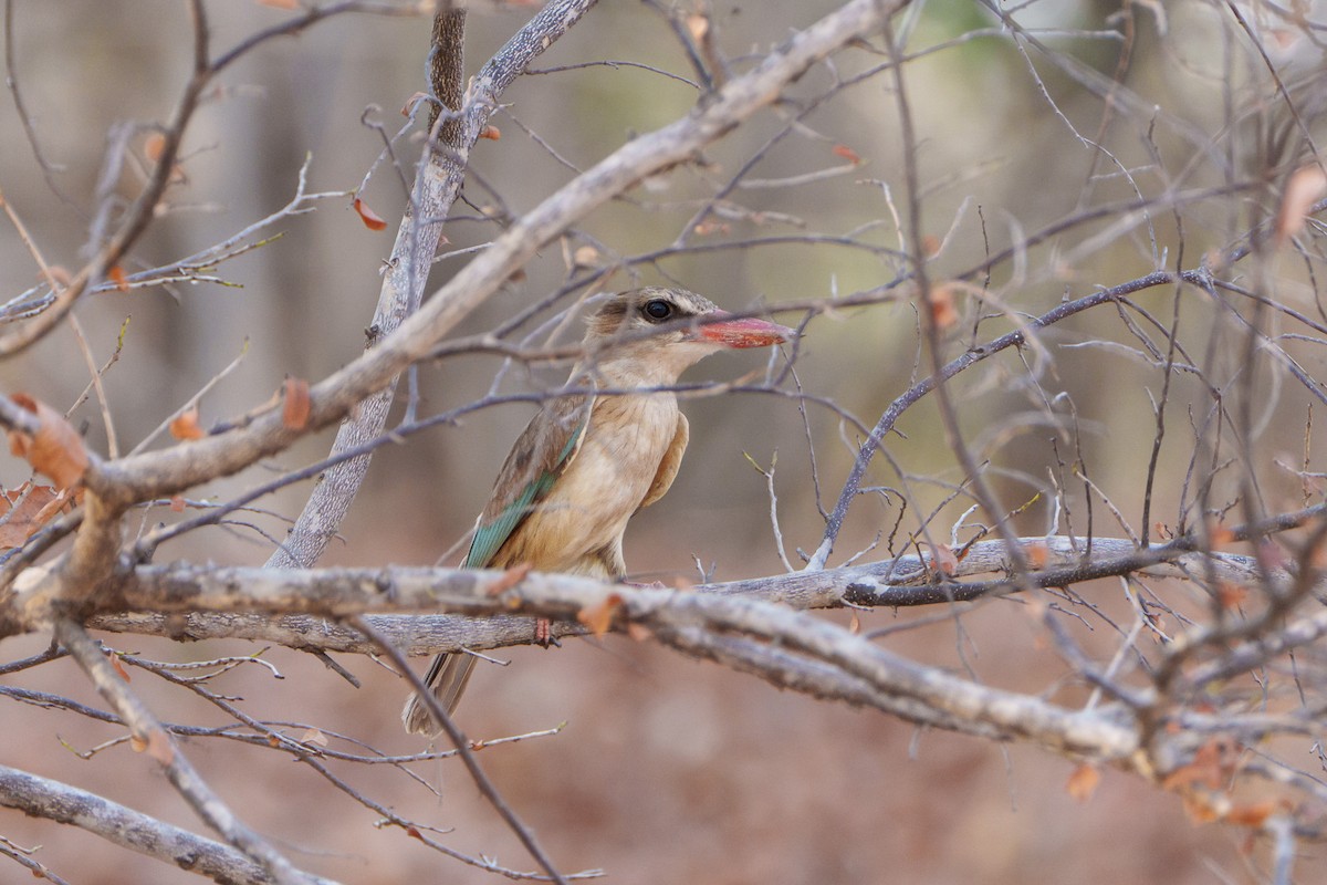 Brown-hooded Kingfisher - ML643785764