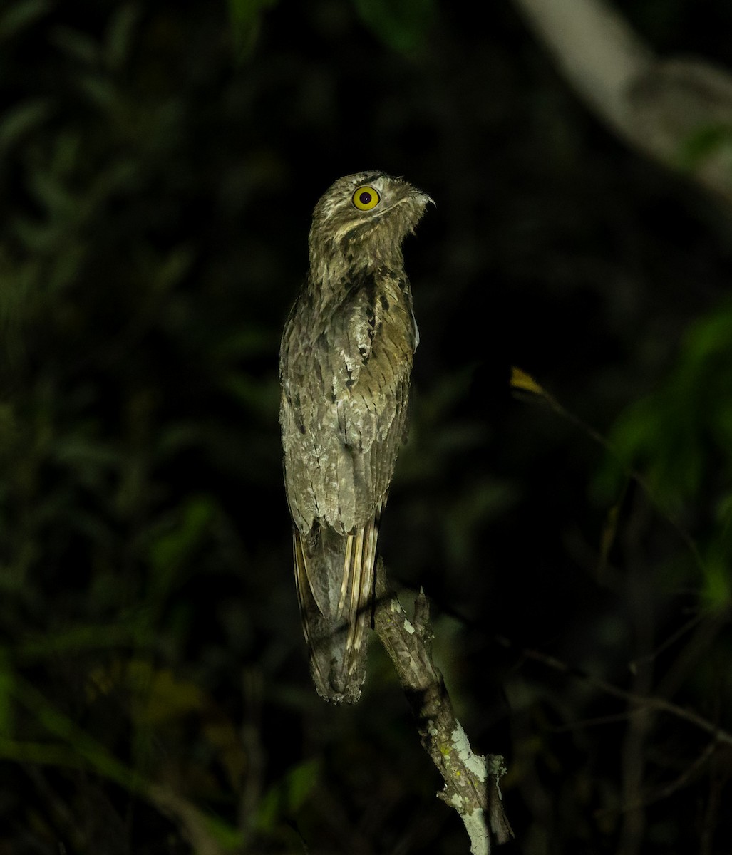 Common Potoo - ML643785765