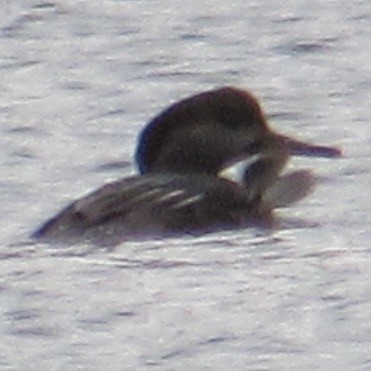 hjelmfiskand - ML643785776