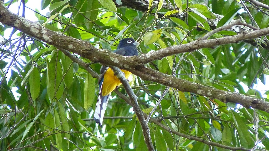 Green-backed Trogon - ML643785778