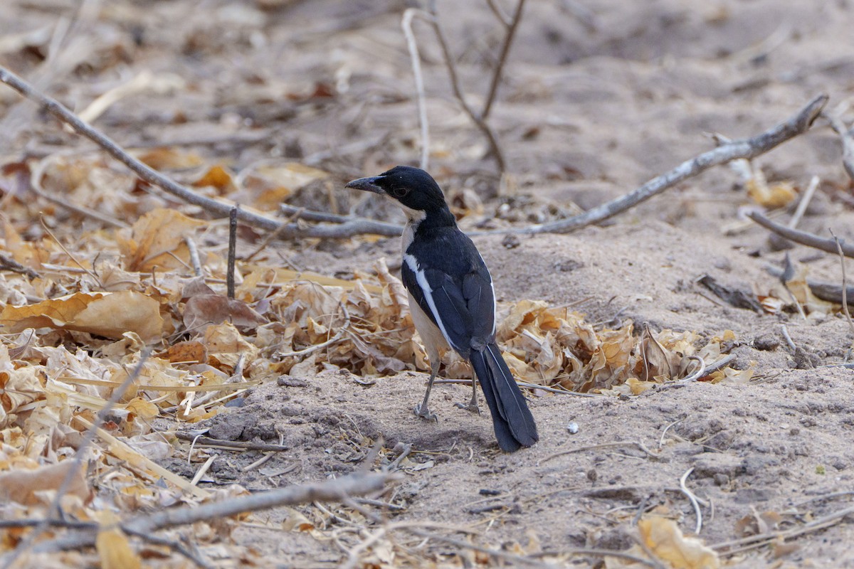 Tropical Boubou - ML643785782