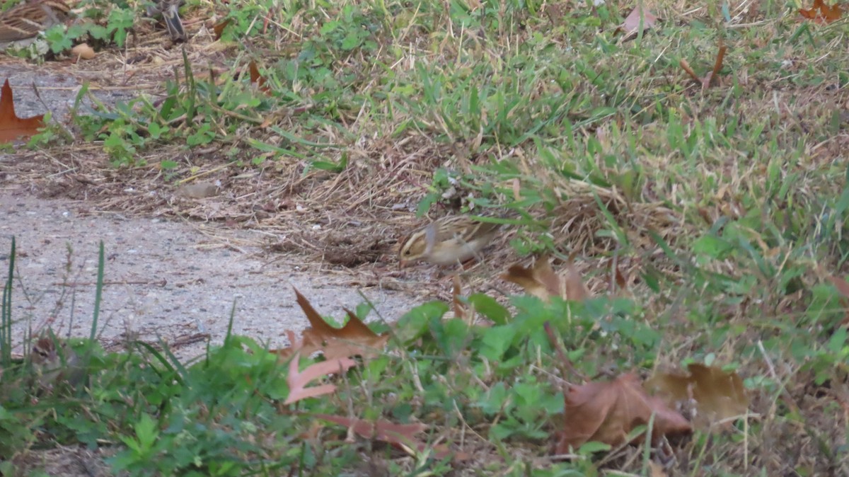 Clay-colored Sparrow - ML643785787