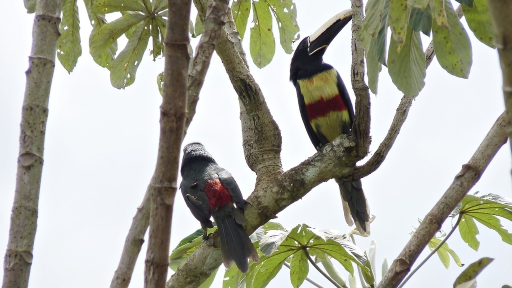 arassari černokrký - ML643785789