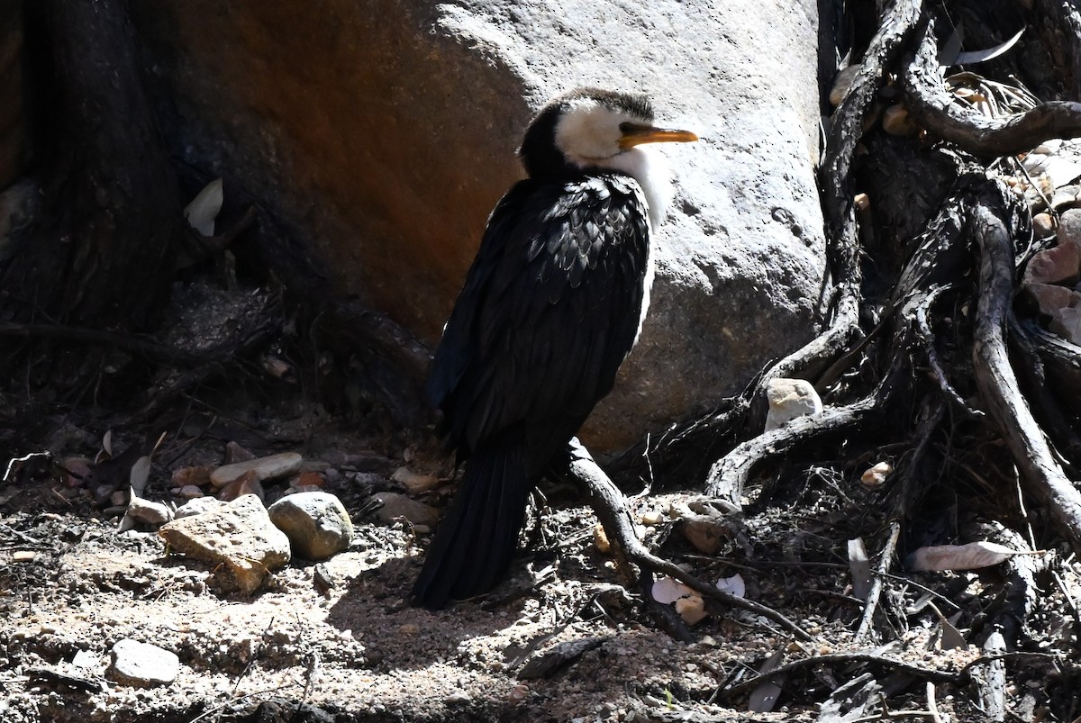 Little Pied Cormorant - ML643785792