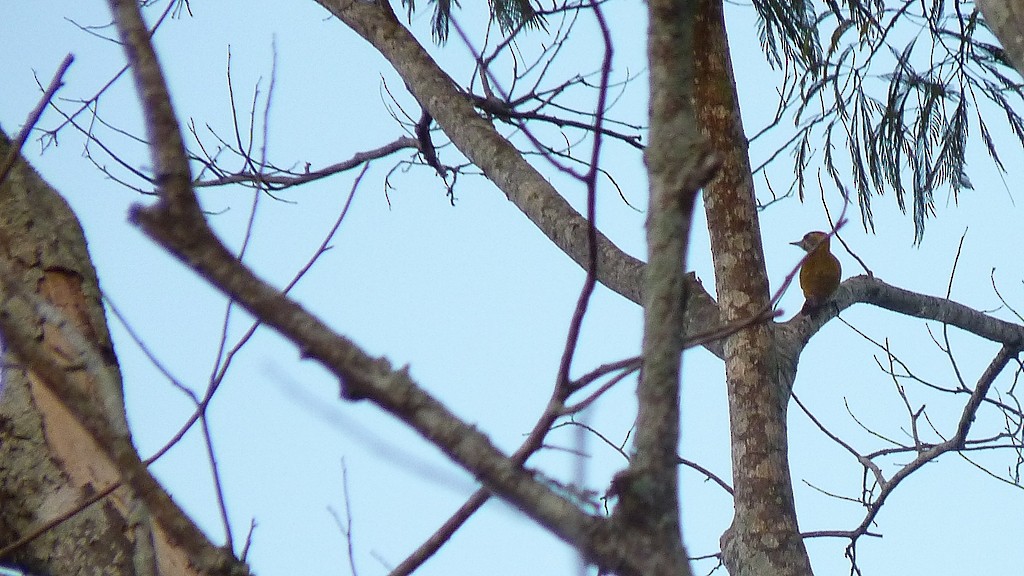 Yellow-throated Woodpecker - ML643785793