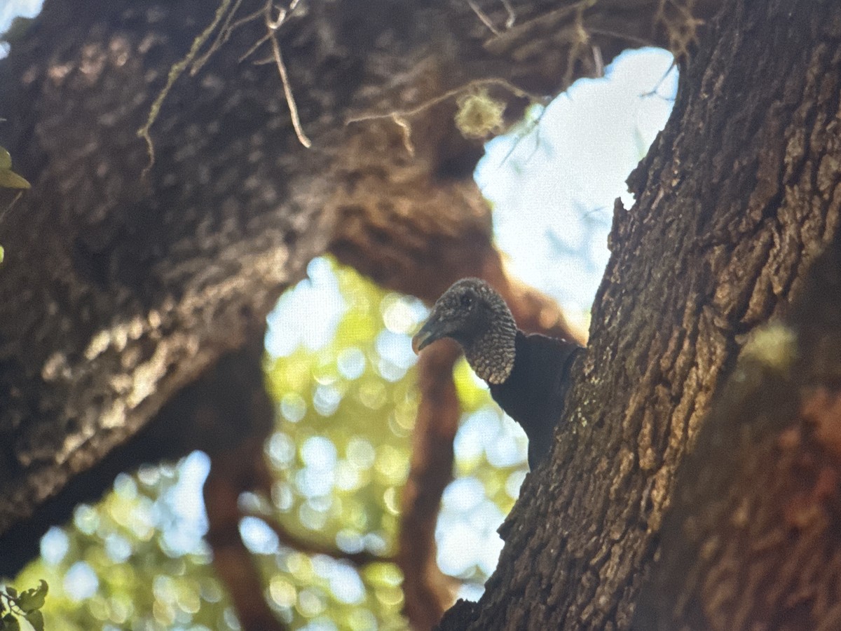 Black Vulture - ML643785795