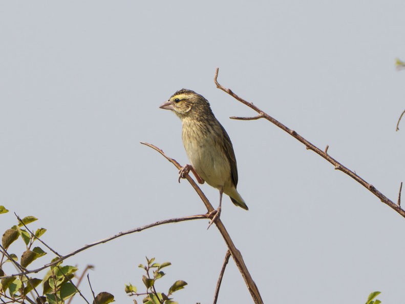 Yellow-crowned Bishop - ML643785799