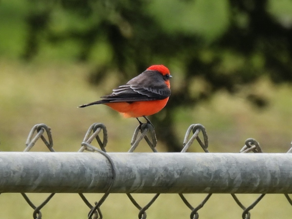 Vermilion Flycatcher - ML643785824