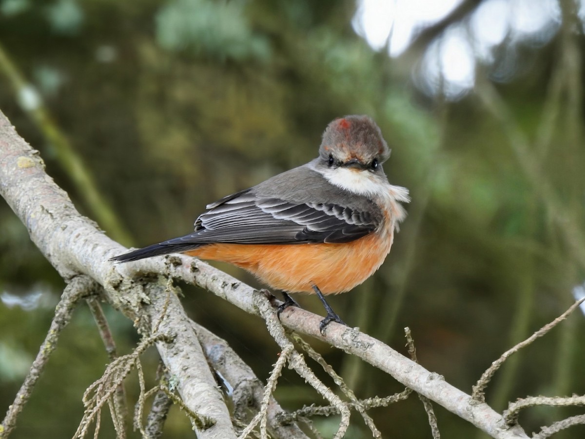 Vermilion Flycatcher - ML643785825
