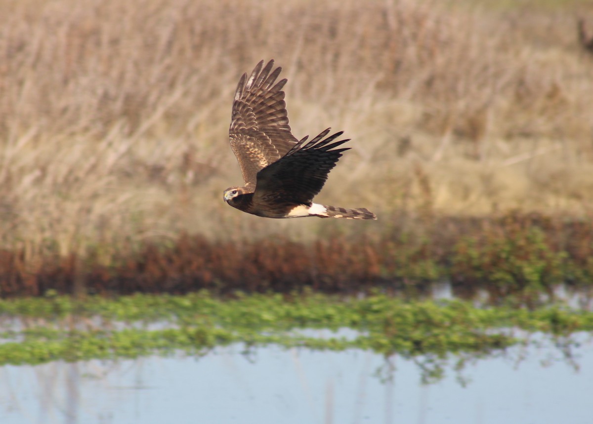 Northern Harrier - ML643785826