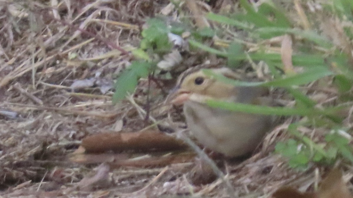 Clay-colored Sparrow - ML643785842