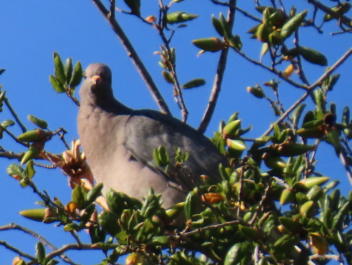 Band-tailed Pigeon - ML643785847