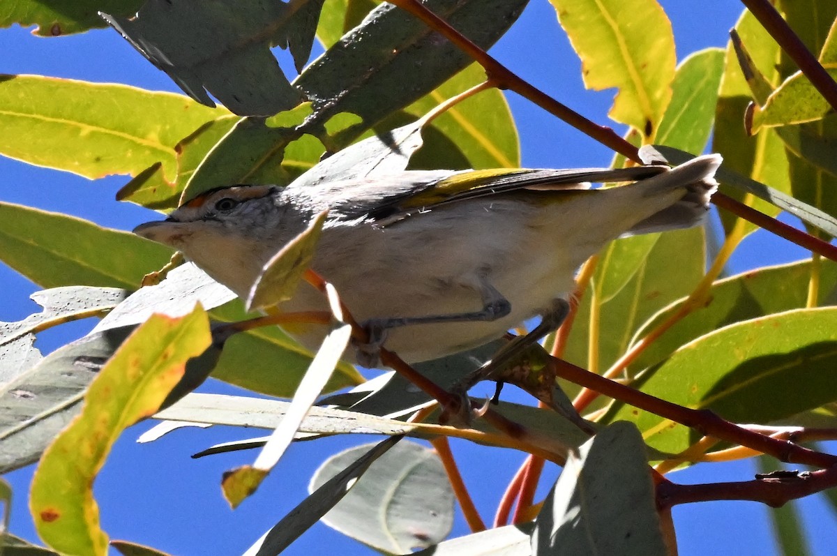 Red-browed Pardalote - ML643785850