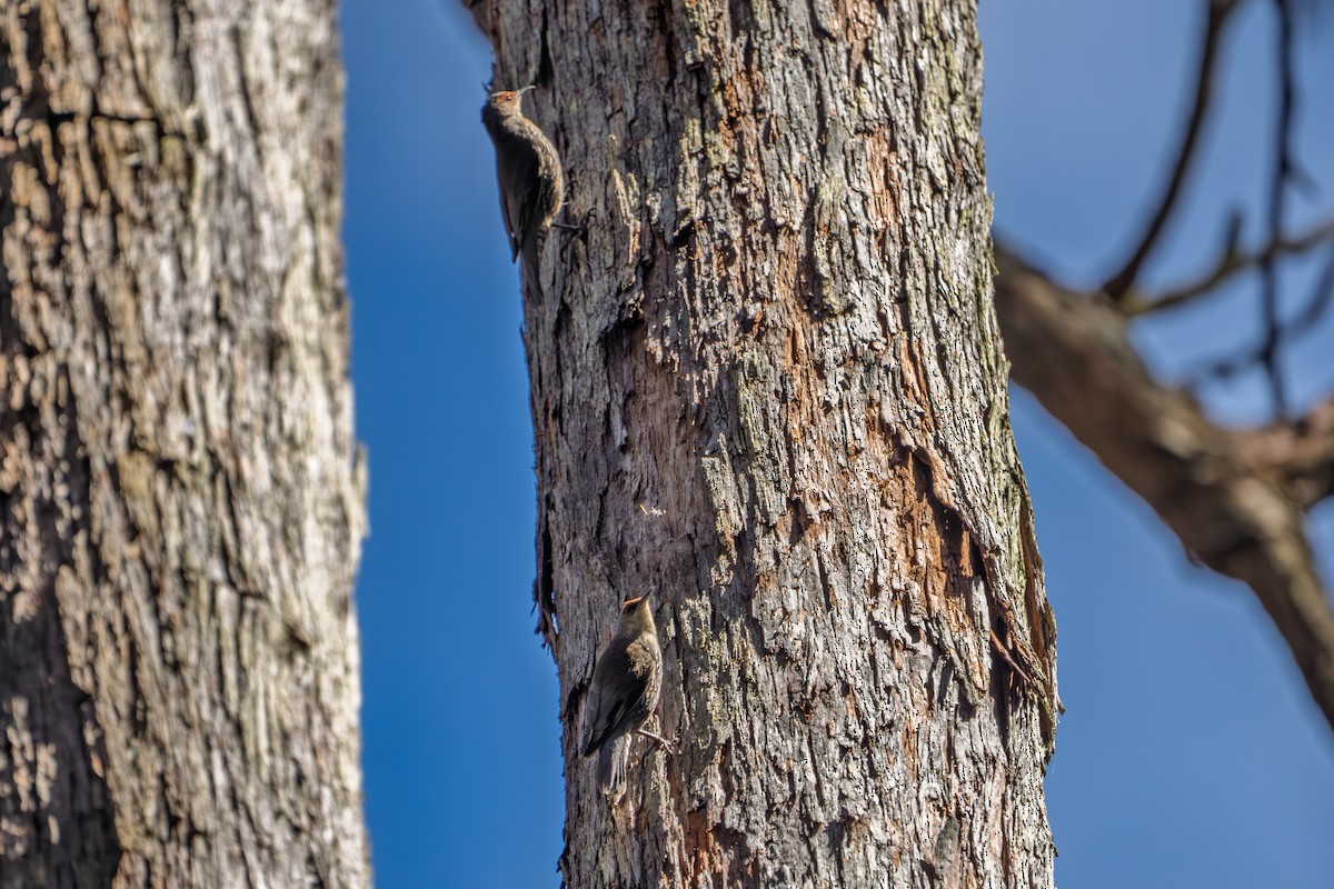 Red-browed Treecreeper - ML643785851