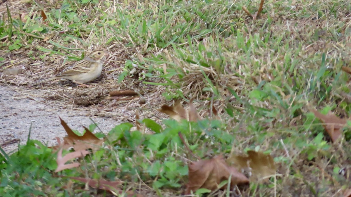 Clay-colored Sparrow - ML643785854