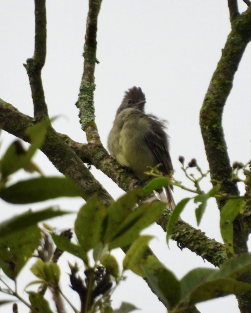 Yellow-bellied Elaenia - ML643785857