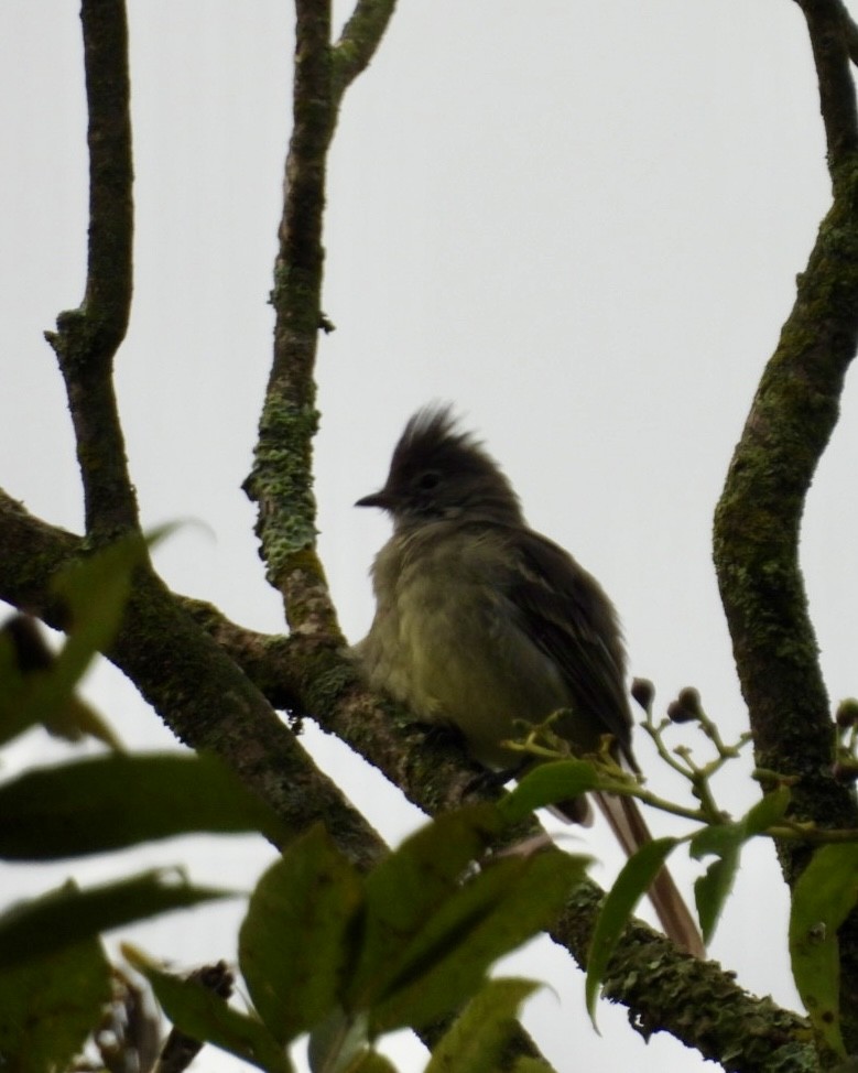 Yellow-bellied Elaenia - ML643785858