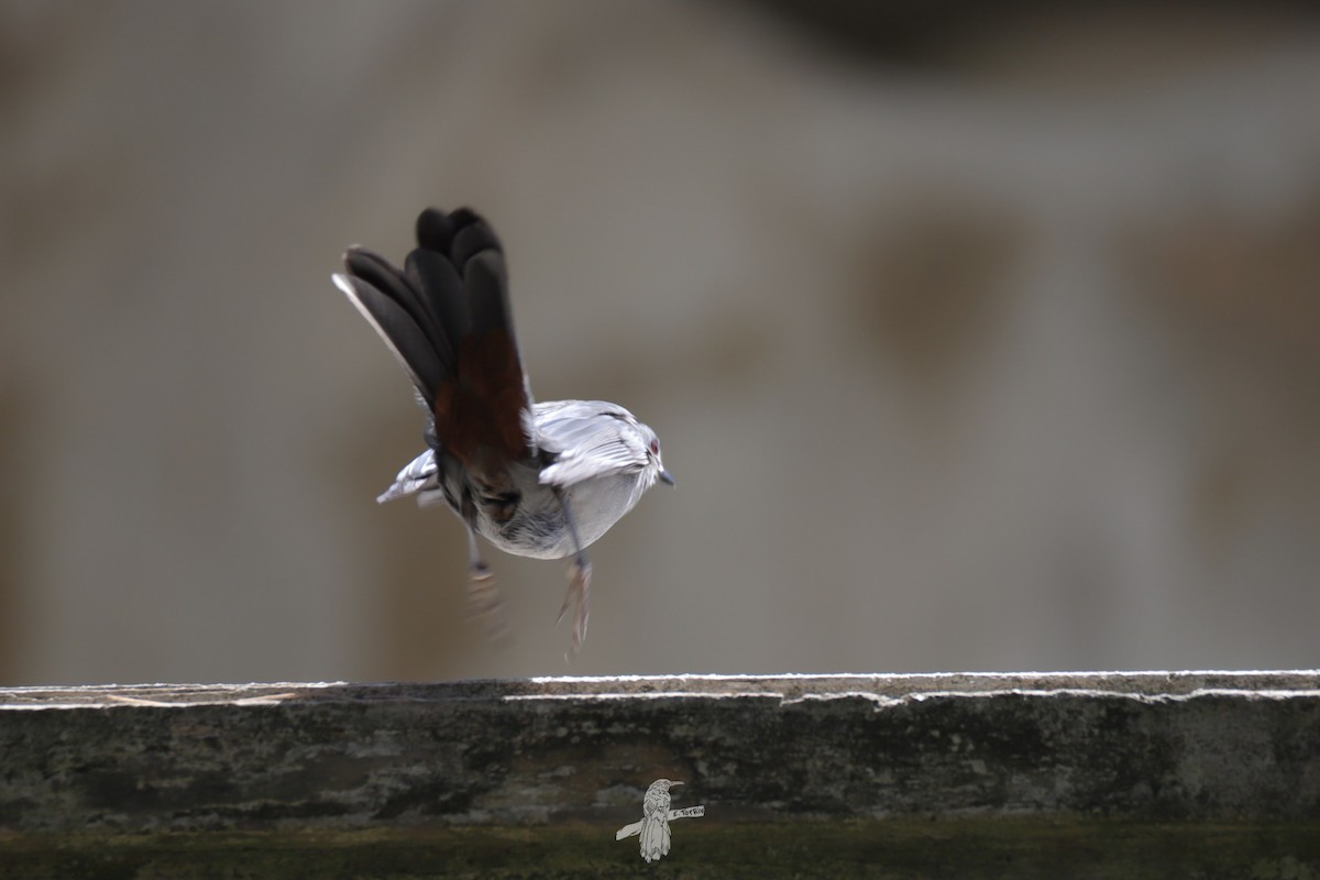 Gray Catbird - ML643785865