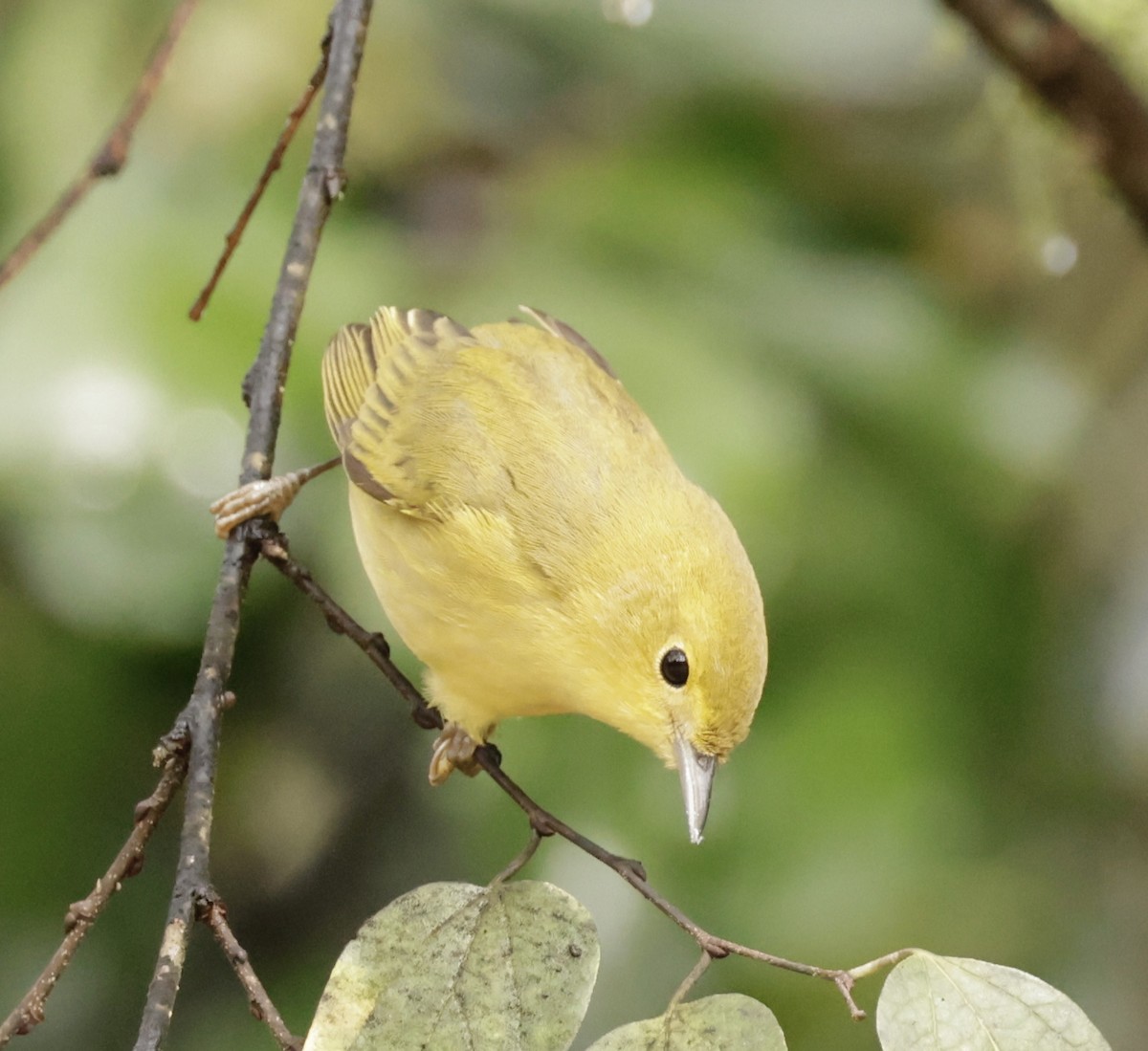 Yellow Warbler - ML643785867